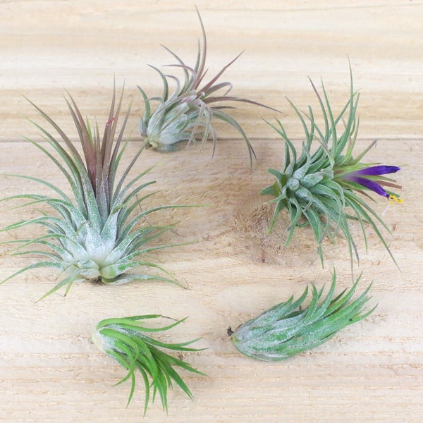 Ionantha Air Plants - Collection of Five - 30 Day Air Plant Guarantee - Includes Mexican, Guatemalen, Scaposa, Fuego and Rubra air plants