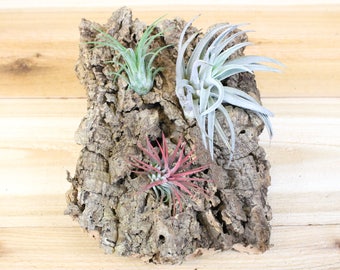 Vertical Garden Display - Natural Cork Bark with 3 Air Plants - 7 X 9 Inches - 30 Day Air Plant Guarantee - FAST SHIPPING