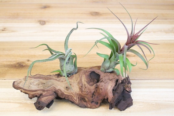 mopani wood for sale