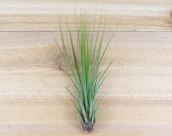 12 Pack of LARGE Juncifolia Air Plants - Nice 8-12 Inch - 30 Day Air Plant Guarantee - FAST SHIPPING - Wholesale Air Plants - Air Plant Bulk