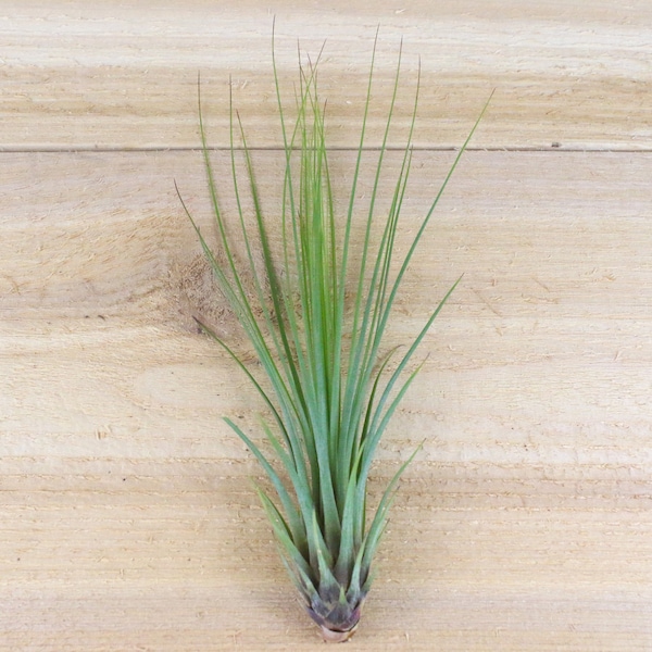 12 Pack of LARGE Juncifolia Air Plants - Nice 8-12 Inch - 30 Day Air Plant Guarantee - FAST SHIPPING - Wholesale Air Plants - Air Plant Bulk