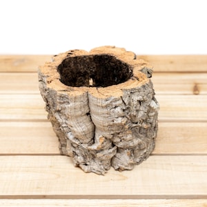 Natural Cork Bark Planter for Tillandsia Air Plants - 30 Day Guarantee - Air Plant Holder - FAST SHIPPING