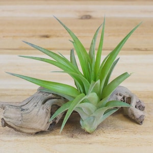 5 Pack of Tillandsia Abdita Air Plants - 30 Day Guarantee - FAST SHIPPING