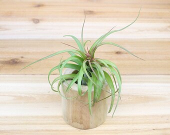 Driftwood Container with Custom Tillandsia Air Plant - 30 Day Guarantee - FAST SHIPPING