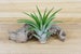 Velutina Air Plants - 30 Day Air Plant Guarantee - Exotic and Rare air plant - Fast Shipping - Air Plants for Sale - FAST SHIPPING 