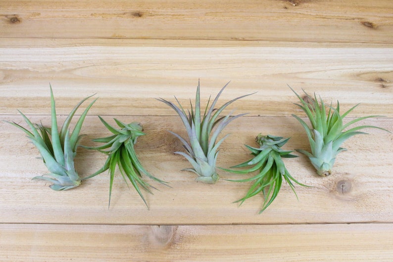 12 Pack of LARGE Abdita Air Plants Nice & Big 5-7 Inch Plants 30 Day Air Plant Guarantee Air Plants for Sale FAST SHIPPING image 5