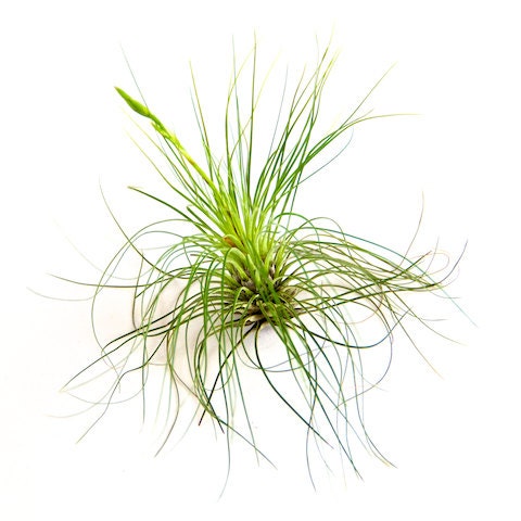 3 Pack of Filifolia Air Plants 30 Day Guarantee Air Plants | Etsy