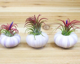Trio of Purple Sea Urchins with Ionantha Air Plants -Sets of 3, 6, or 9 - Air Plant Holders - 30 Day Air Plant Guarantee - FAST SHIPPING