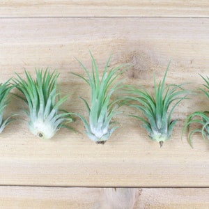 5 Pack of Ionantha Rubra Air Plants - 30 Day Air Plant Guarantee - Spectacular Blooms - Air Plants for Sale - FAST SHIPPING