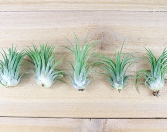 5 Pack of Tillandsia Ionantha Rubra Air Plants - 30 Day Guarantee - FAST SHIPPING