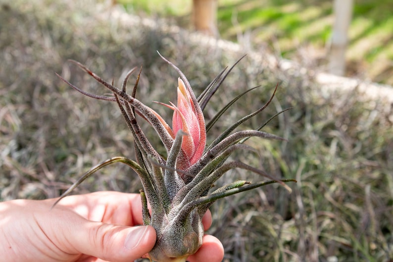 AirPlantShopCom Tillandsia Pruinosa Air Plants - Thumbnail 2
