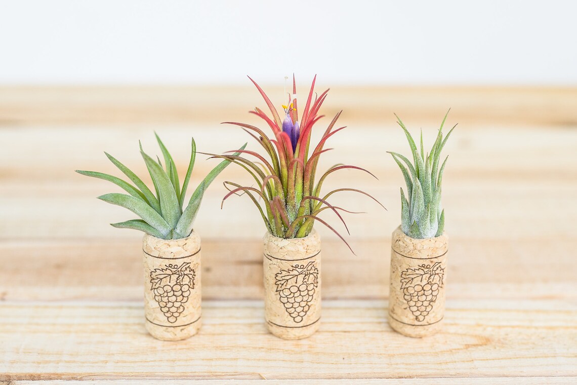 12 Pack Wine Cork With Air Plants 30 Day Guarantee Etsy