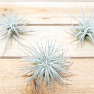 SALE - 3 Pack of Rare Small Tillandsia Tectorum Ecuador -  30 Day Air Plant Guarantee - Exotic and Rare tillandsia air plant - FAST SHIPPING