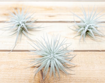 VENTE - Lot de 3 petits Tillandsia Tectorum Equateur rares - Garantie de 30 jours - LIVRAISON RAPIDE