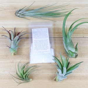 Air Plant Fertilizer 6 Month Supply 30 Day Guarantee on all Air Plants in our Store Tillandsia Air Plant Food FAST SHIPPING image 2