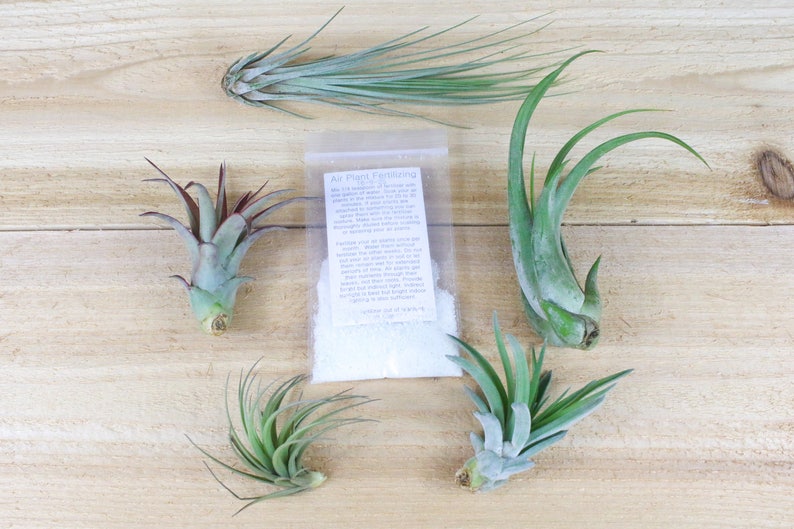 Air Plant Fertilizer 6 Month Supply 30 Day Guarantee on all Air Plants in our Store Tillandsia Air Plant Food FAST SHIPPING image 2