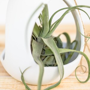 Large White Ceramic Hanging Pod with Two Assorted Tillandsia Air Plants Air Plant Holder Container Display FAST SHIPPING image 4