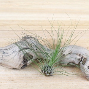 5 Pack of Filifolia Air Plants 30 Day Guarantee Air Plants for Sale