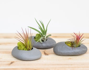 Trio of Gray Ceramic Stone Air Plant Holders with Assorted Tillandsia Air Plants - Sets of 3,6,or 9 - 30 Day Plant Guarantee - FAST SHIPPING