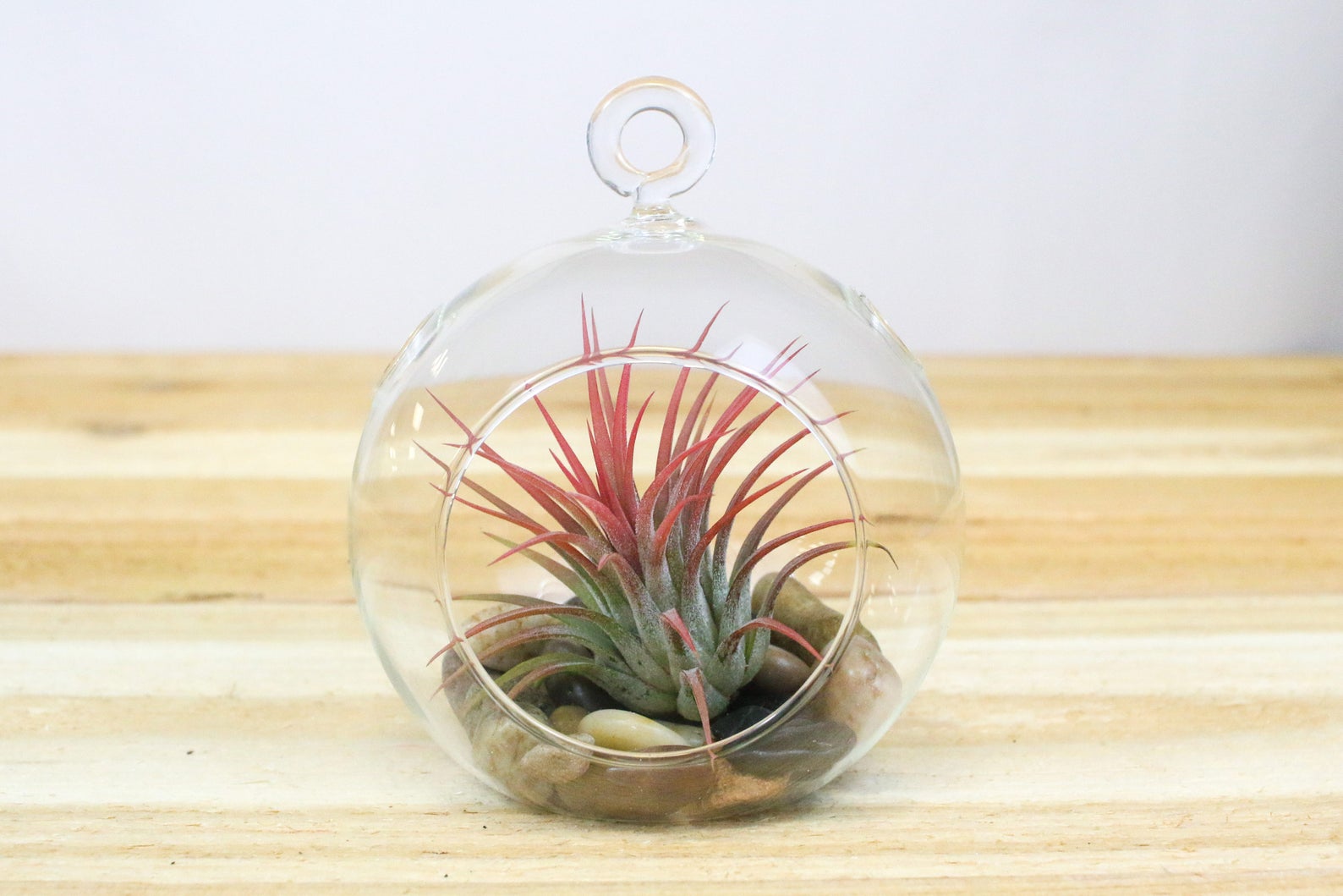 6 Pack of Hanging Glass Terrariums With Flat Bottom Hanging Etsy