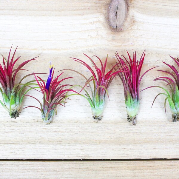 5 Pack of Fuego Air Plants - 30 Day Air Plant Guarantee - Spectacular Blooms - Air Plants for Sale - FAST SHIPPING