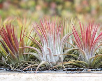 12 Pack of Ionantha Guatemala Air Plants - 30 Day Air Plant Guarantee - FAST SHIPPING - Wholesale Air Plants - Bulk Air Plants