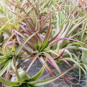 12 Pack of LARGE Abdita Air Plants Nice & Big 5-7 Inch Plants 30 Day Air Plant Guarantee Air Plants for Sale FAST SHIPPING image 2