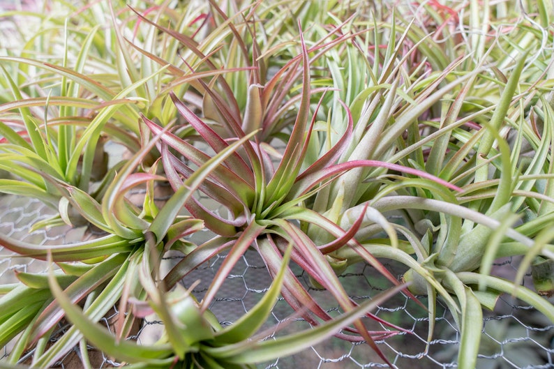 12 Pack of LARGE Abdita Air Plants Nice & Big 5-7 Inch Plants 30 Day Air Plant Guarantee Air Plants for Sale FAST SHIPPING image 2