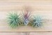 3 Pack of Ionantha Guatemala Air Plants - 30 Day Air Plant Guarantee - Spectacular Blooms - Air Plants for Sale - FAST SHIPPING 