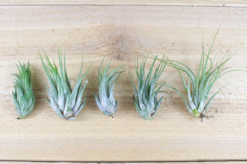 30 Day Air Plant Guarantee 3 Pack of Ionantha Scaposa Air Plants FAST SHIPPING Air Plants for Sale Spectacular Blooms