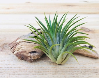 3 Pack of RARE Tillandsia Ionantha Huamelula Air Plants - 30 Day Guarantee  - FAST SHIPPING - Etsy