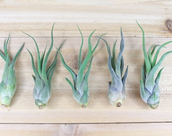 5 Pack of Tillandsia Caput Medusae Air Plants - 30 Day Guarantee - FAST SHIPPING