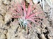5 Pack of Ionantha Mexican Air Plants - 30 Day Air Plant Guarantee - Fast Shipping - Air Plants for Sale - FAST SHIPPING 