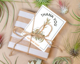 Blooming Xerographica Illustration Gift & Thank You Cards - Tillandsia Greeting Card - FAST SHIPPING - Blank Air Plant Card for Any Occasion