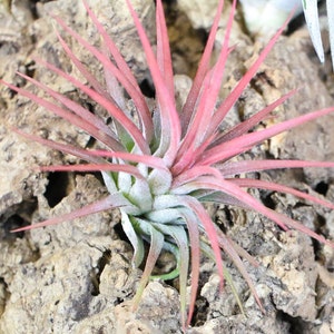 12 Pack of Ionantha Mexican Air Plants - 30 Day Air Plant Guarantee - FAST SHIPPING - Wholesale Air Plants - Air Plants Bulk