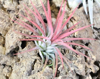 12 Pack of Tillandsia Ionantha Mexican Air Plants - 30 Day Guarantee - FAST SHIPPING - Wholesale Price