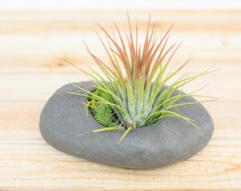 Gray Ceramic Stone Air Plant Holder with Assorted Air Plant - Air Plant Holder - Container - Display - FAST SHIPPING