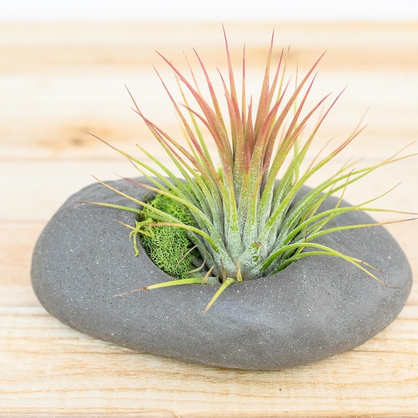 Air Plant Containers Etsy