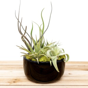6 Pack Large Fully Assembled Air Plant Bowl Garden 30 Day Guarantee Wholesale Air Plants FAST SHIPPING image 3