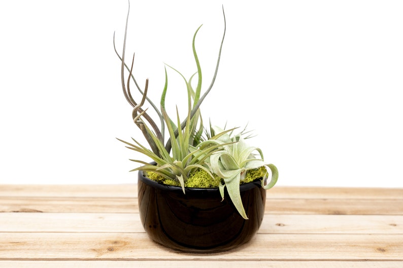 6 Pack Large Fully Assembled Air Plant Bowl Garden 30 Day Guarantee Wholesale Air Plants FAST SHIPPING image 3