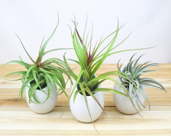Trio of Large Hanging White Ceramic Vases with Assorted Tillandsia Air Plants - FAST SHIPPING