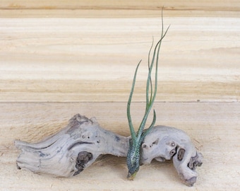 Tillandsia Butzii Air Plants - 30 Day Guarantee - FAST SHIPPING