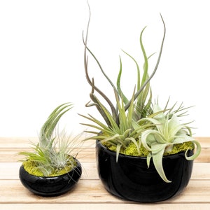 6 Pack Large Fully Assembled Air Plant Bowl Garden 30 Day Guarantee Wholesale Air Plants FAST SHIPPING image 4