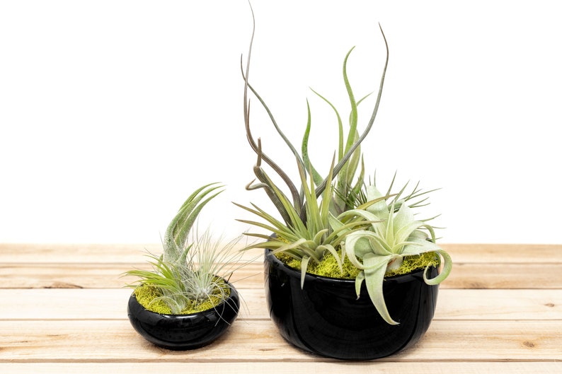 6 Pack Large Fully Assembled Air Plant Bowl Garden 30 Day Guarantee Wholesale Air Plants FAST SHIPPING image 4