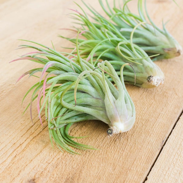 3 Pack of Victoriana Air Plants - 30 Day Air Plant Guarantee - Exotic and Rare air plant - Air Plants for Sale - FAST SHIPPING