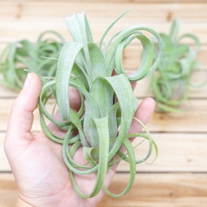 Tillandsia Curly Slim Air Plants 30 Day Air Plant Guarantee Spectacular Blooms Air Plants FAST SHIPPING image 4