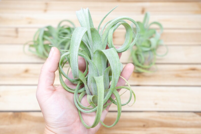 Tillandsia Curly Slim Air Plants 30 Day Air Plant Guarantee Spectacular Blooms Air Plants FAST SHIPPING image 4