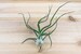 Bulbosa Guatemala Air Plants - 30 Day Air Plant Guarantee - Exotic and Rare tillandsia air plant - Air Plants for Sale - FAST SHIPPING 