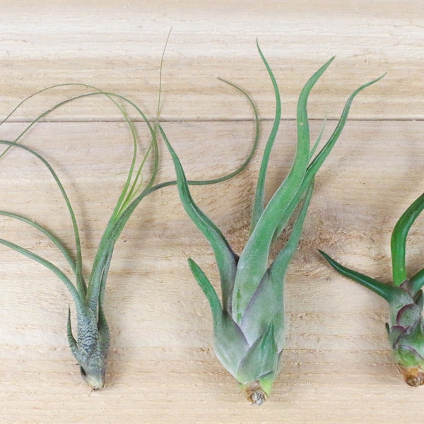 The Wild Ones Collection of 6 Tillandsia Air Plants - 30 Day Guarantee - FAST SHIPPING