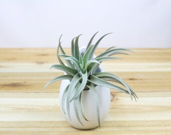 Sale Pack - 3 or 5 - Large Hanging White Ceramic Vase with Tillandsia Air Plants - FAST SHIPPING